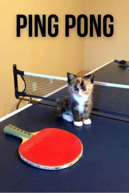 Ping Pong Movie Poster