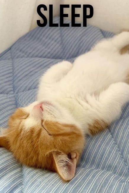 Sleep at Home Movie Poster